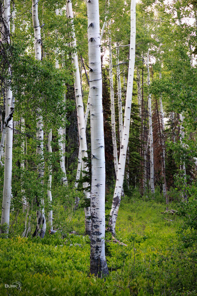 Grove of tall aspen trees surrounded by lush green at Brighton Ski Resort in Utah.