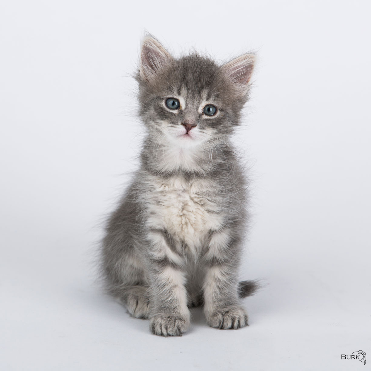 Kitten in Studio Kitten, Cat, Studio