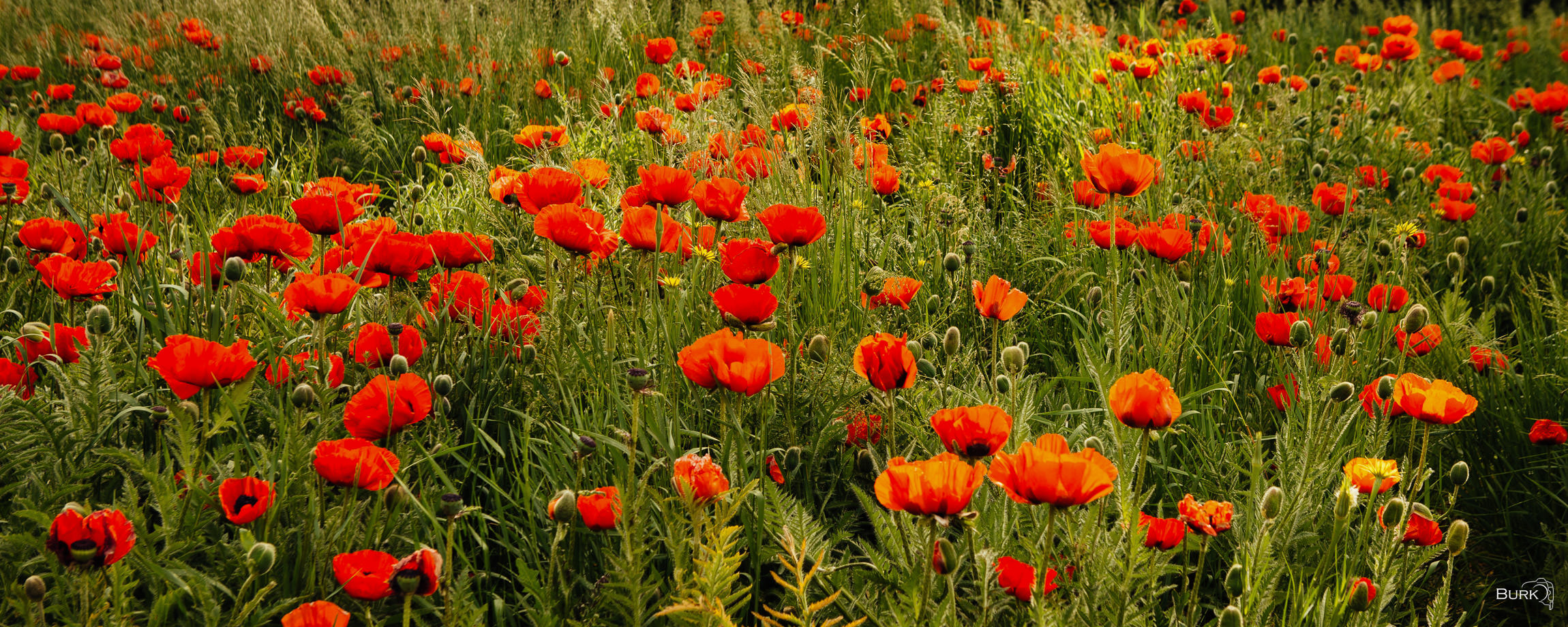 Poppy Glow Mantua poppy flowers.