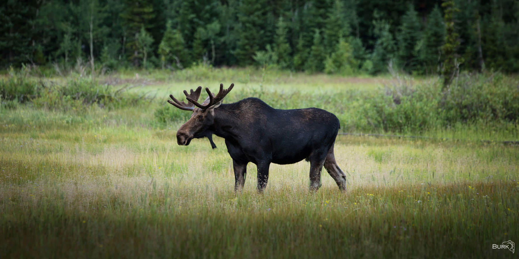Silver Lake Moose A young bull moose at Silver Lake in Utah.