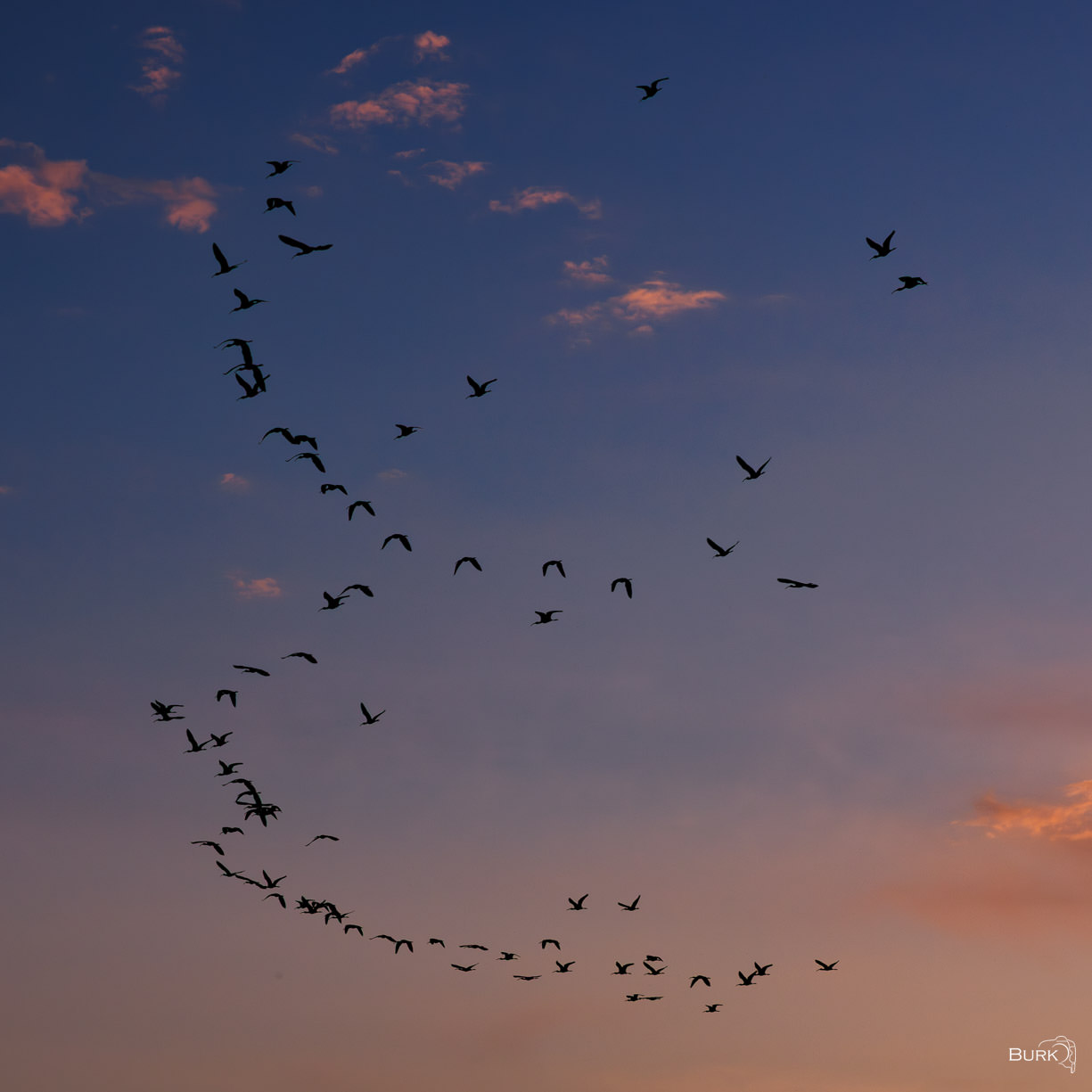 Geese in Formation V formation of migrating geese.