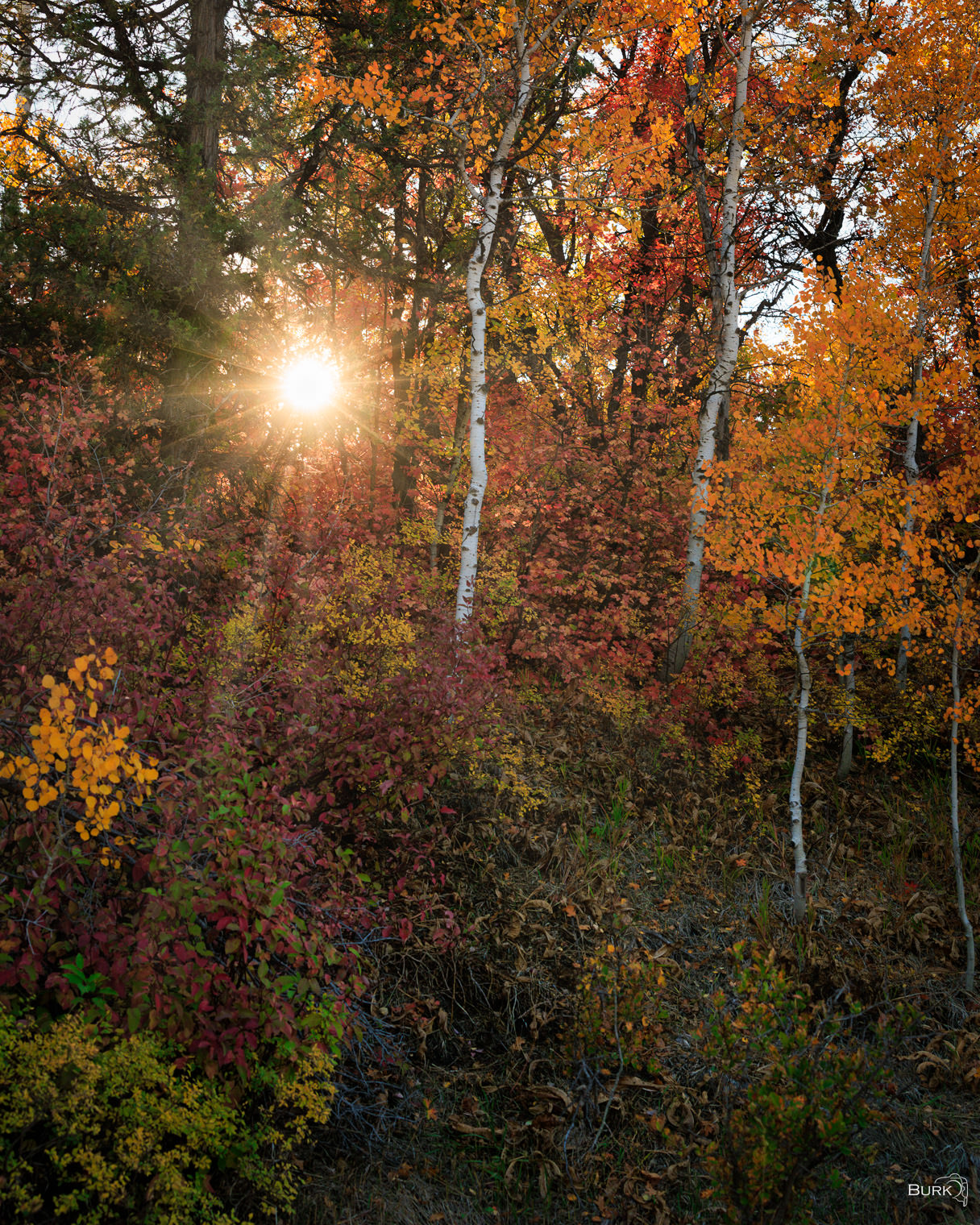 Autumn Aspen Light Autumn aspen trees.