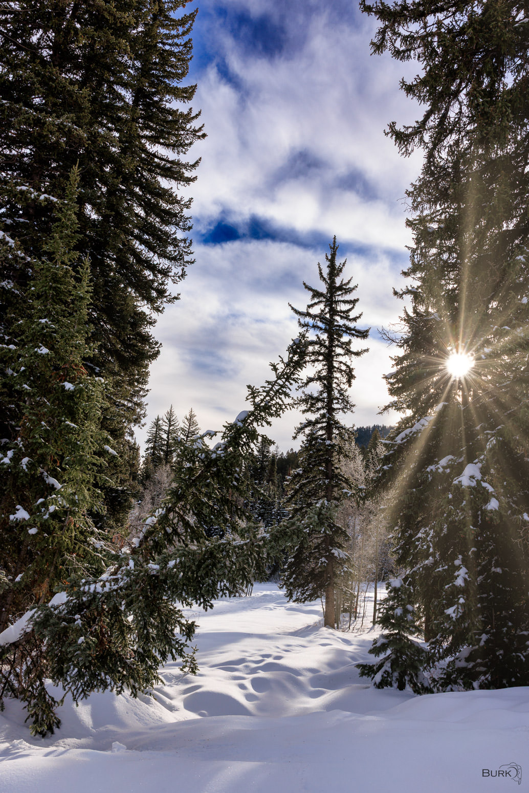 Winter Pines Scenic winter in Big Cottonwood Canyon, Utah.