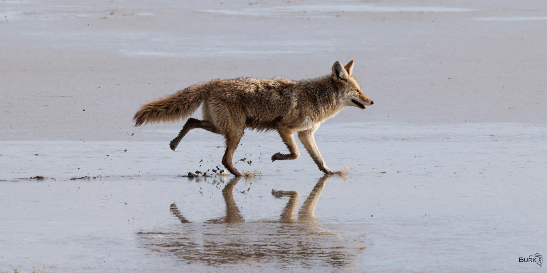 Morning Stroll Coyote walking through mud on the Antelope Island Causeway.