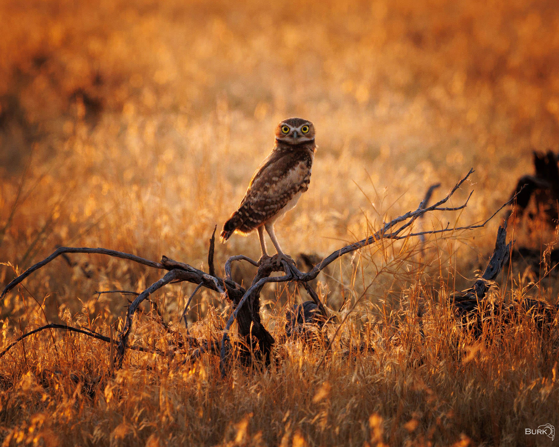 Burrowing Owl Burrowing owl at Antelope Island State Park in Utah.