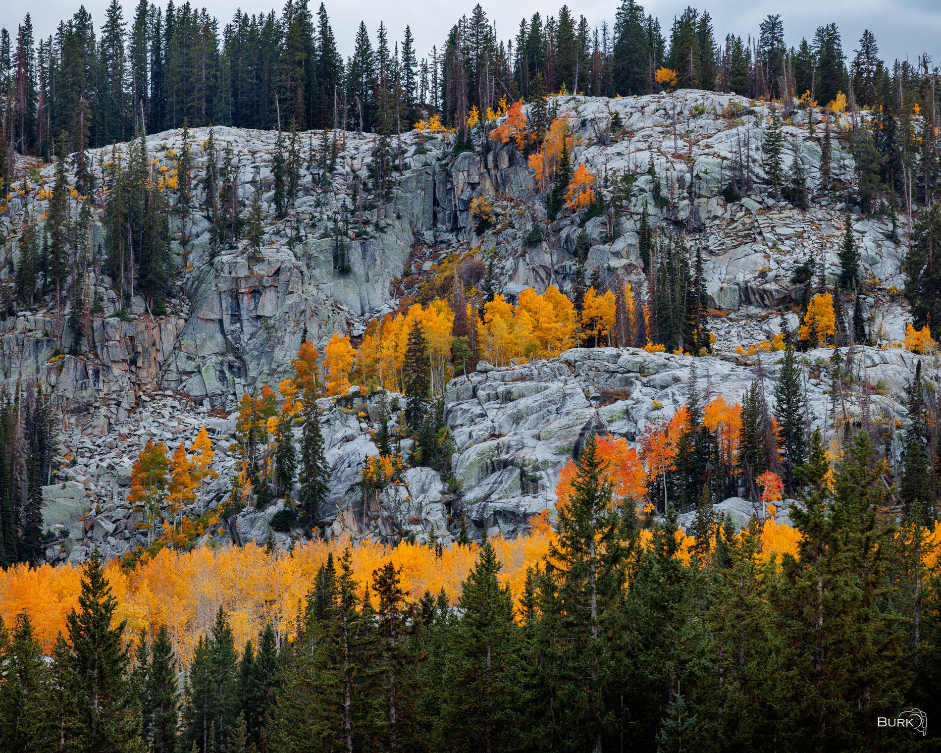 Granite & Gold Golden autumn aspens glow among rugged granite cliffs and dark evergreen trees on a forested mountainside.