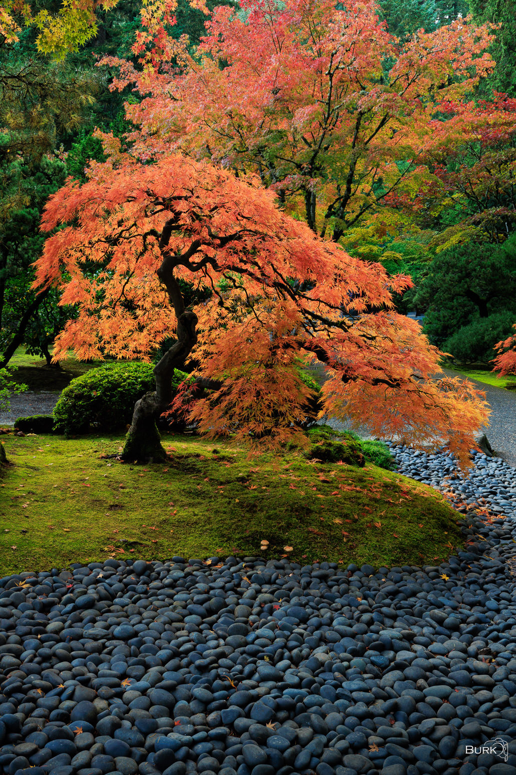 Flame of the Garden Japanese Maple Tree in Autumn.