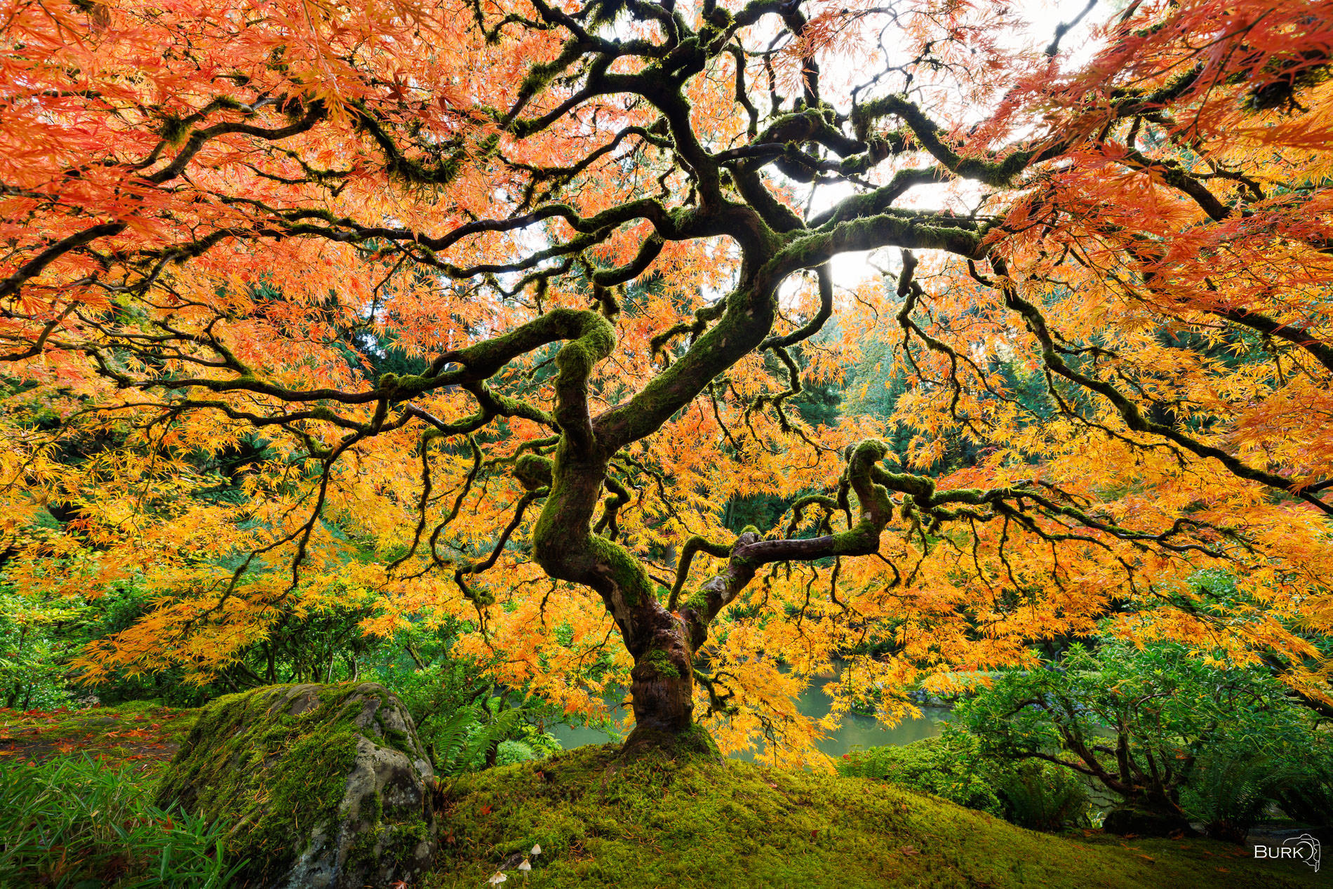 Orange and Gold Lightning ⚡ The famous tree of Portland Japanese Garden.