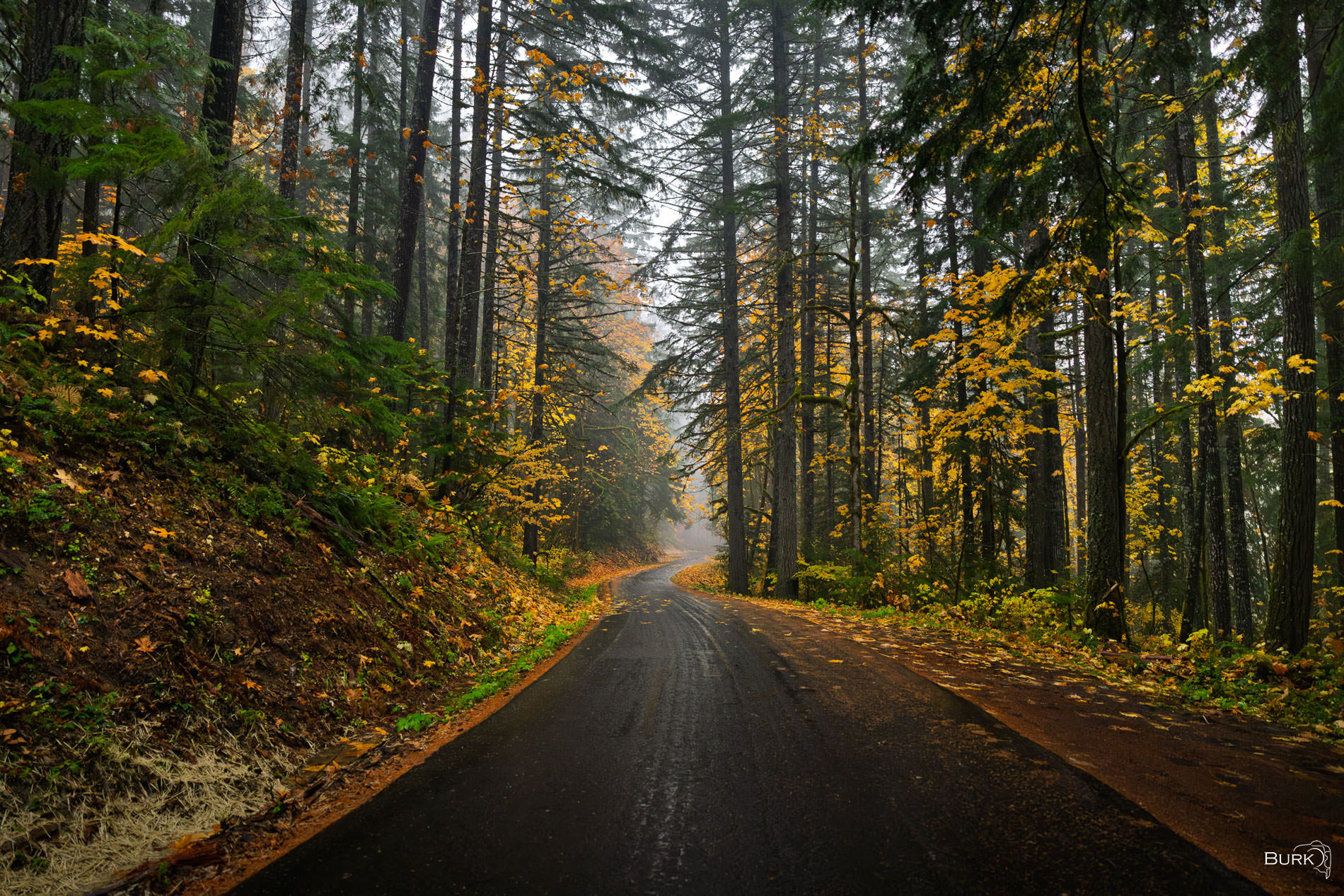 Lost in the Pacific Northwest A road in Gifford Pinchot National Forest.