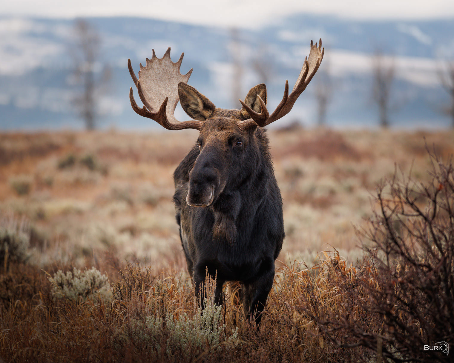 Gros Ventre Proud Bull Moose A stunning bull moose, completely at ease as he stood for the photo.