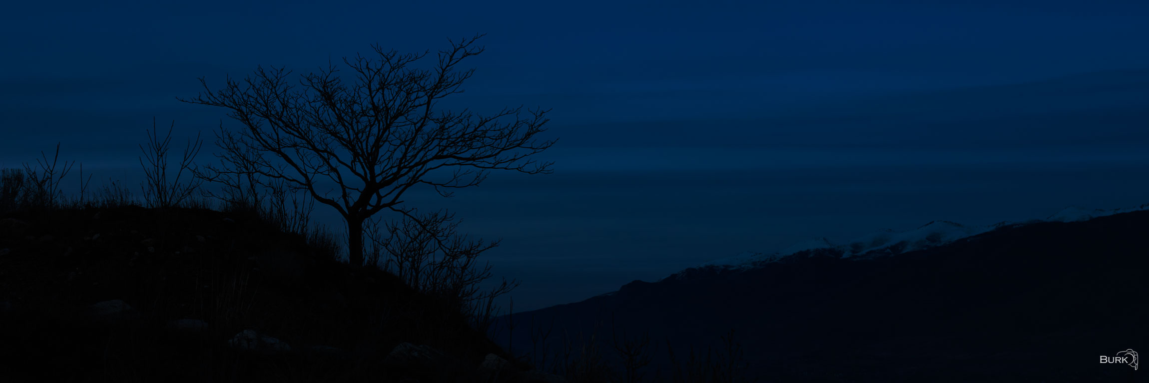Moody Tree Blue hour at Farmington Bay.