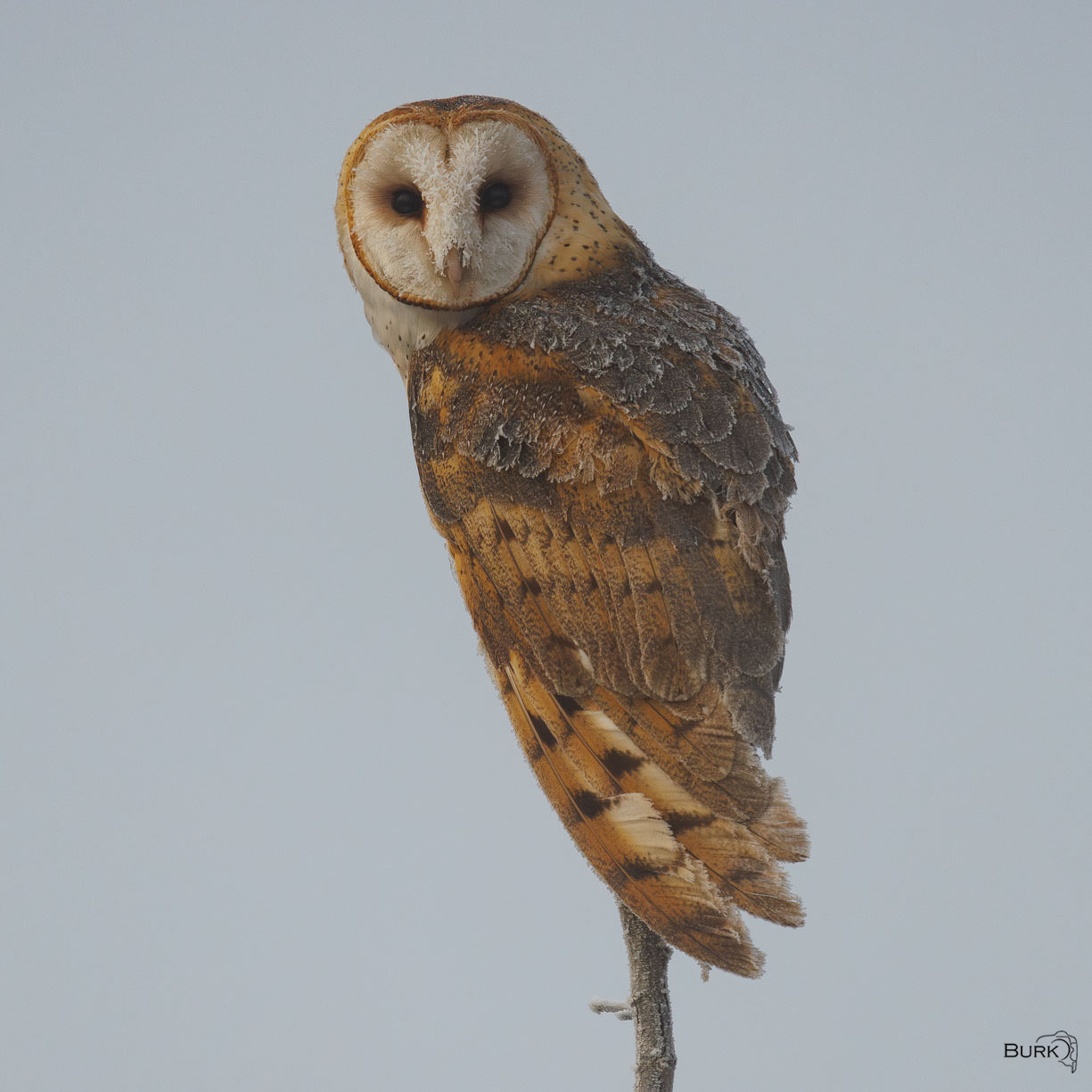 Barn Owl Barn Owl on limb.