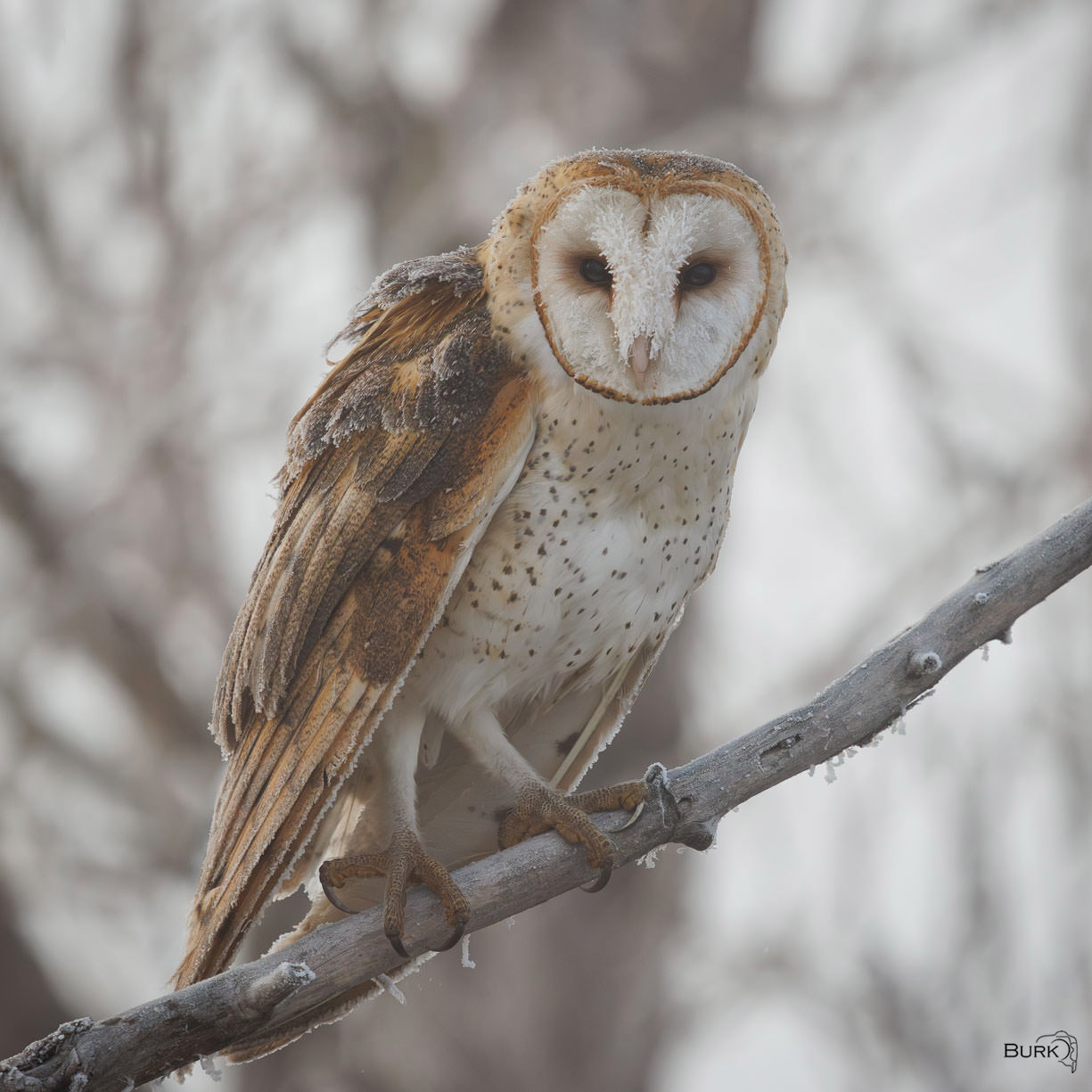 Frosted Barn Owl A frosted barn owl on a winter morning.