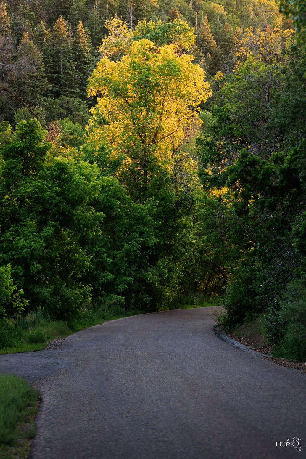 The Road Beneath the Trees Mueler Park Road in Bountiful Utah.