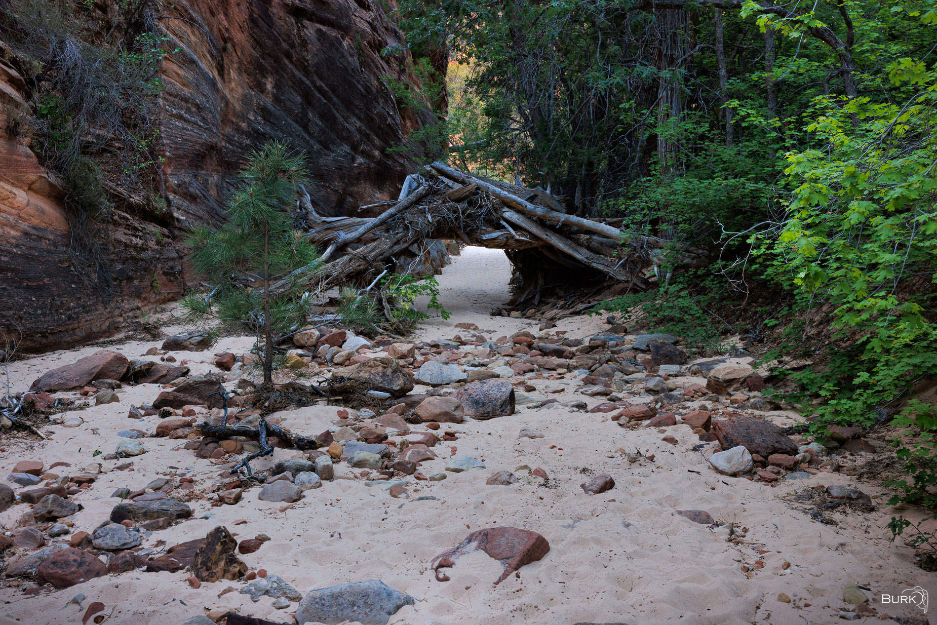 The Troll’s Portal A tangle of fallen timber forms a wild gateway in the heart of the canyon, as if built by unseen hands. View a video walking...