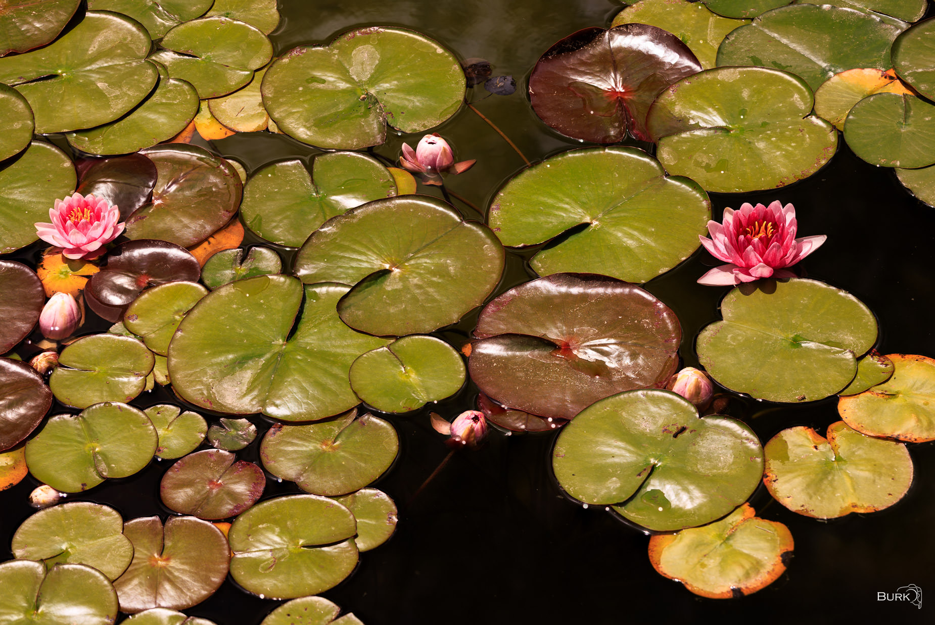 Water Lilies in Bloom Floating garden of color, texture, and soft summer bloom.
