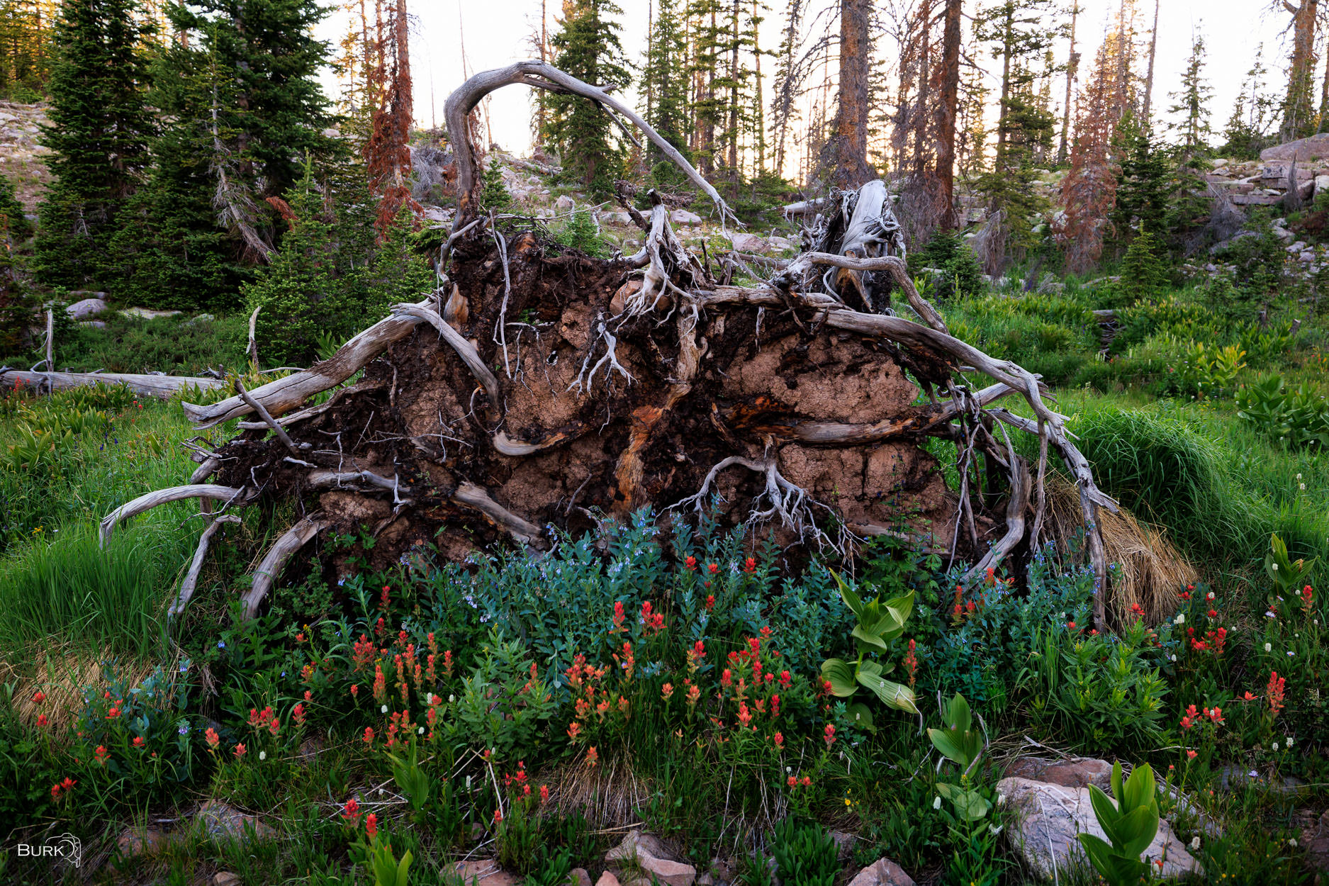 Nature Reclaims Fallen tree with indian paintbrush wildflowerrs growing beneath.