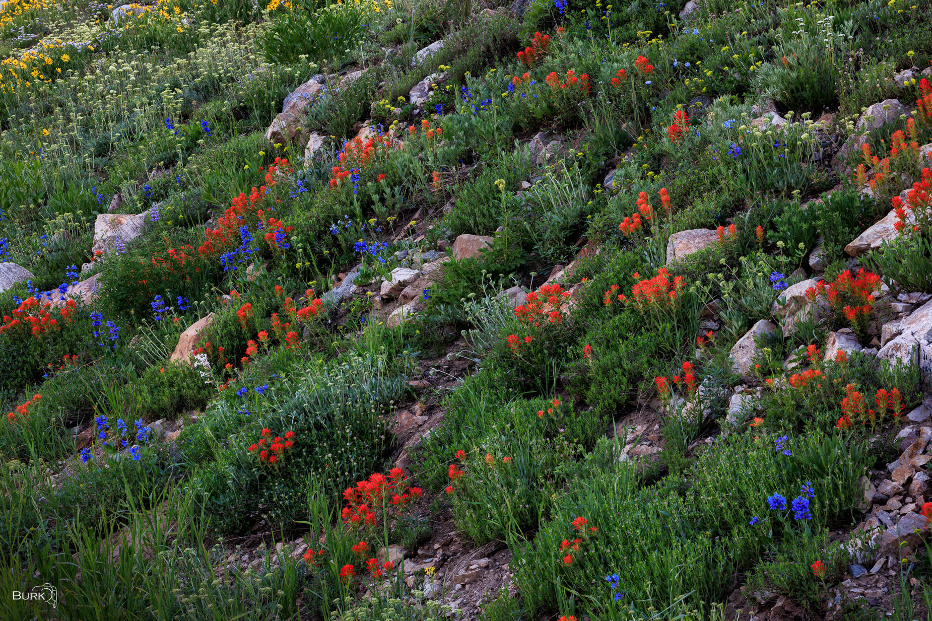 Painted Hillside A mountainside alive with Indian paintbrush, Wasatch penstemon, and the vibrant colors of summer.