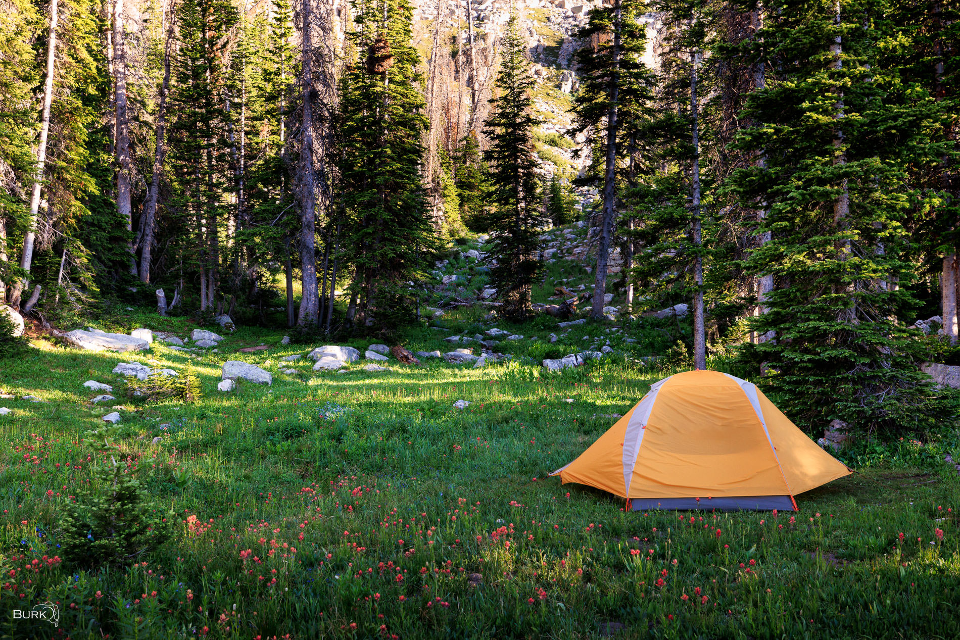 Camp Among the Paintbrush An orange tent set up in the pine trees surrounded by wildflowers.