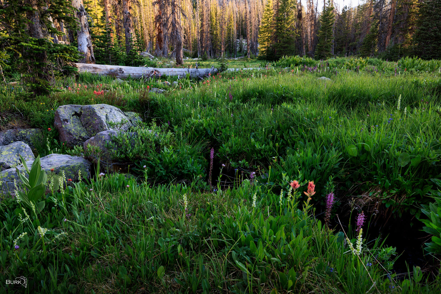 The Meadow Awakens Meadow with wildflowers in the Uinta National Forest of Utah.