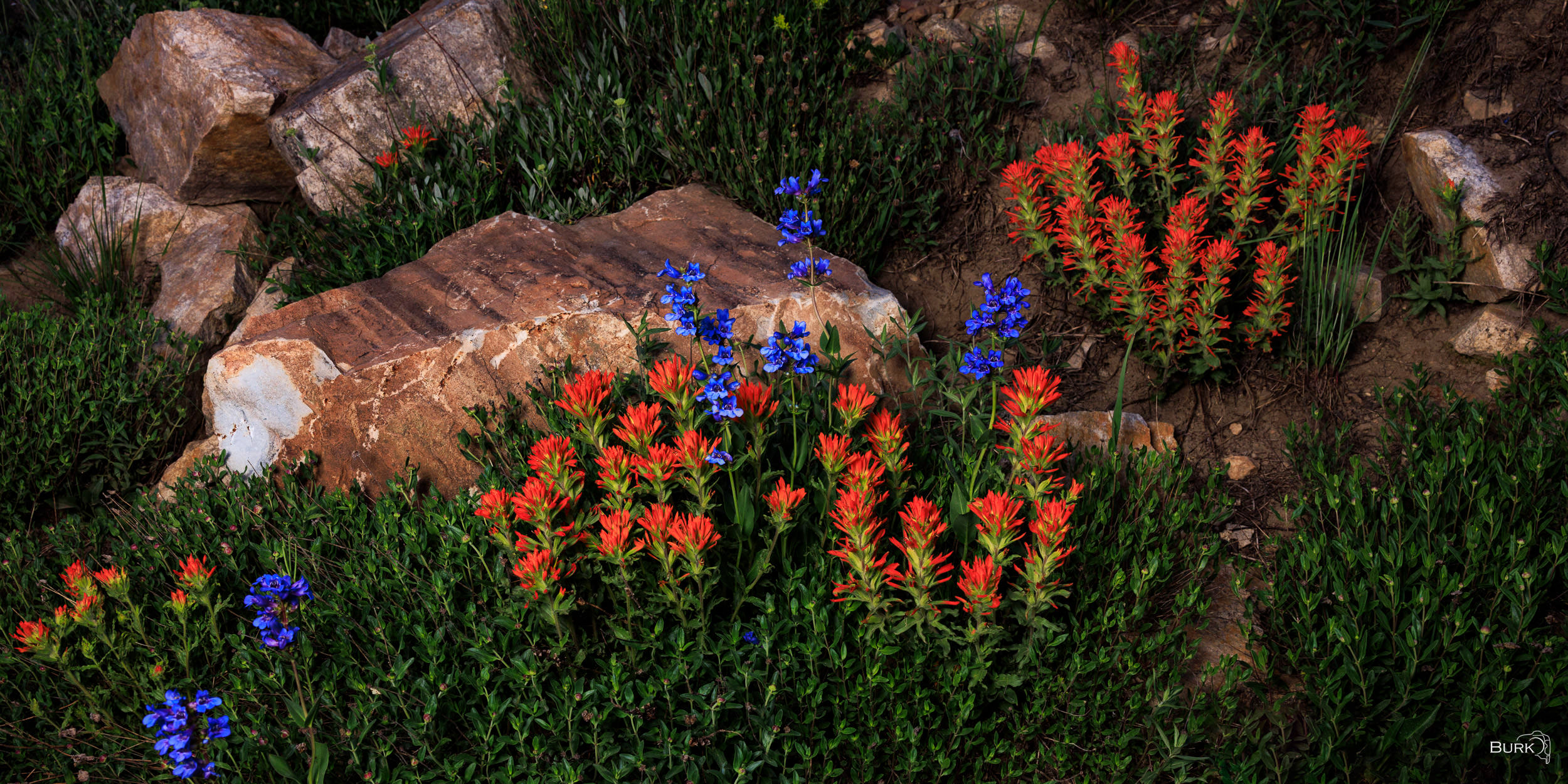 Mountain Palette Indian paintbrush and Wasatch penstemon wildflowers.