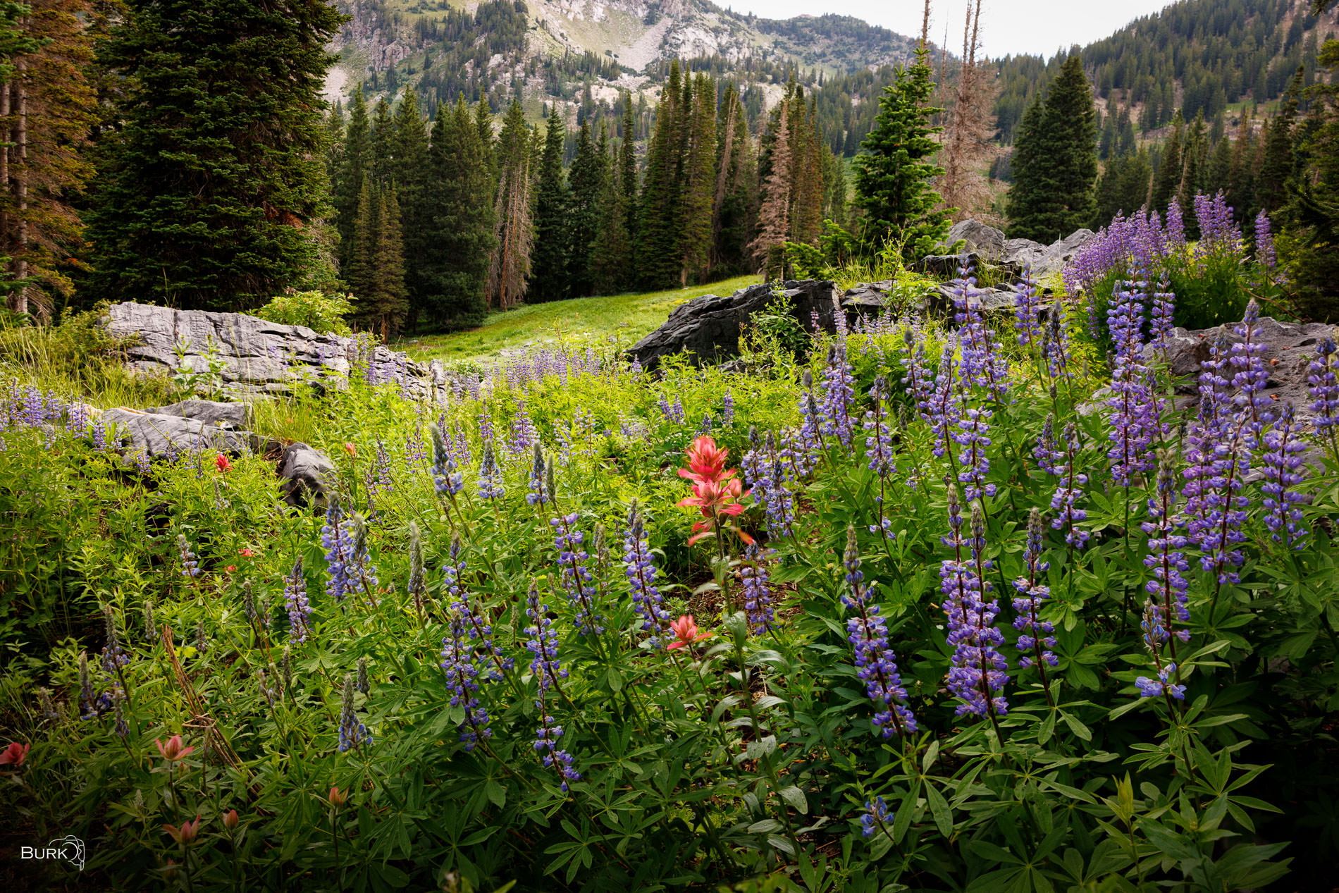 Albion in Bloom A summer wildflower meadow fills Albion Basin with vibrant lupine and Indian paintbrush, framed by evergreens and the rugged...
