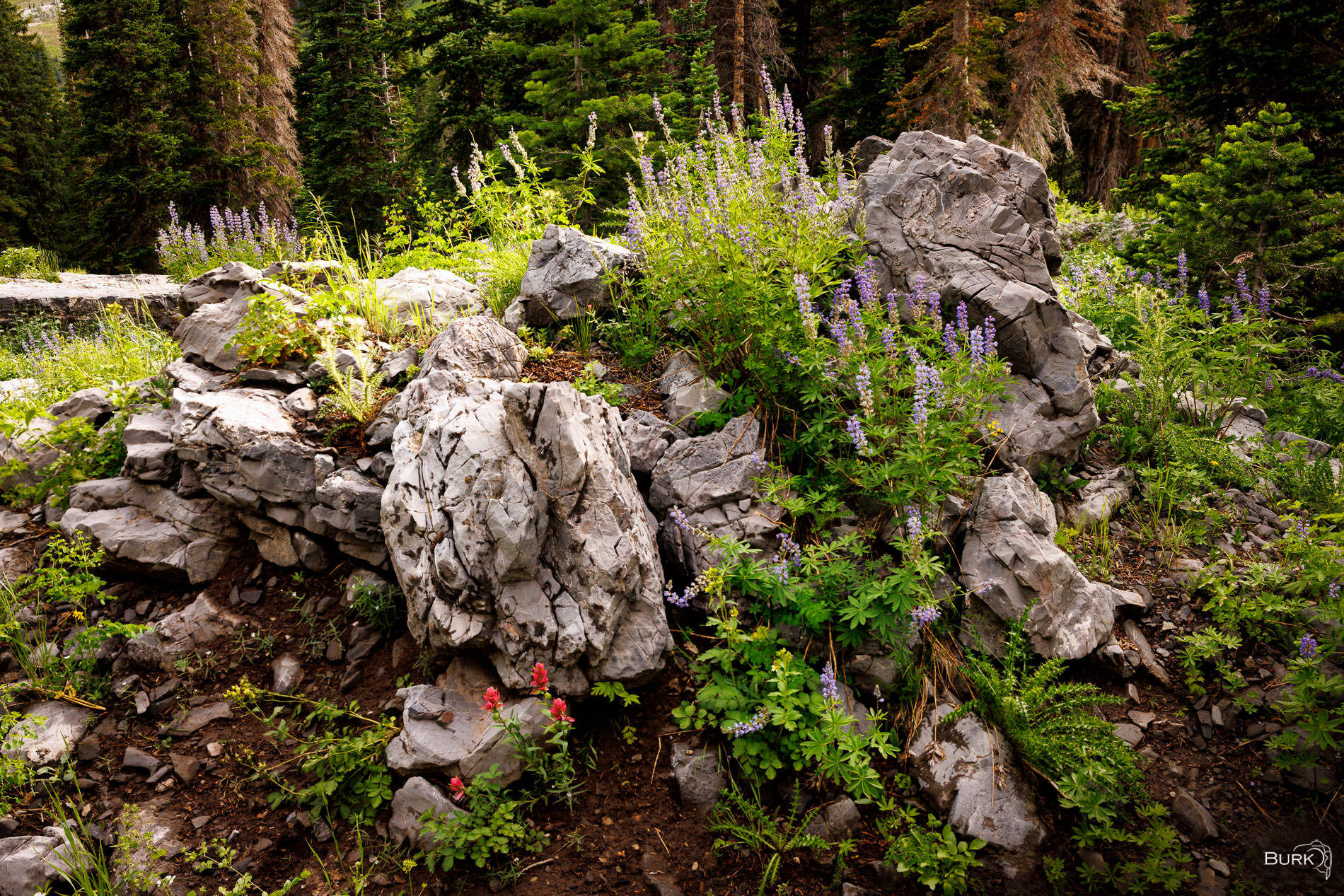 Garden of Stone Photographed at Albion Basin near Alta, Utah, where summer wildflowers emerge between rugged alpine rocks. Lupine and other mountain...