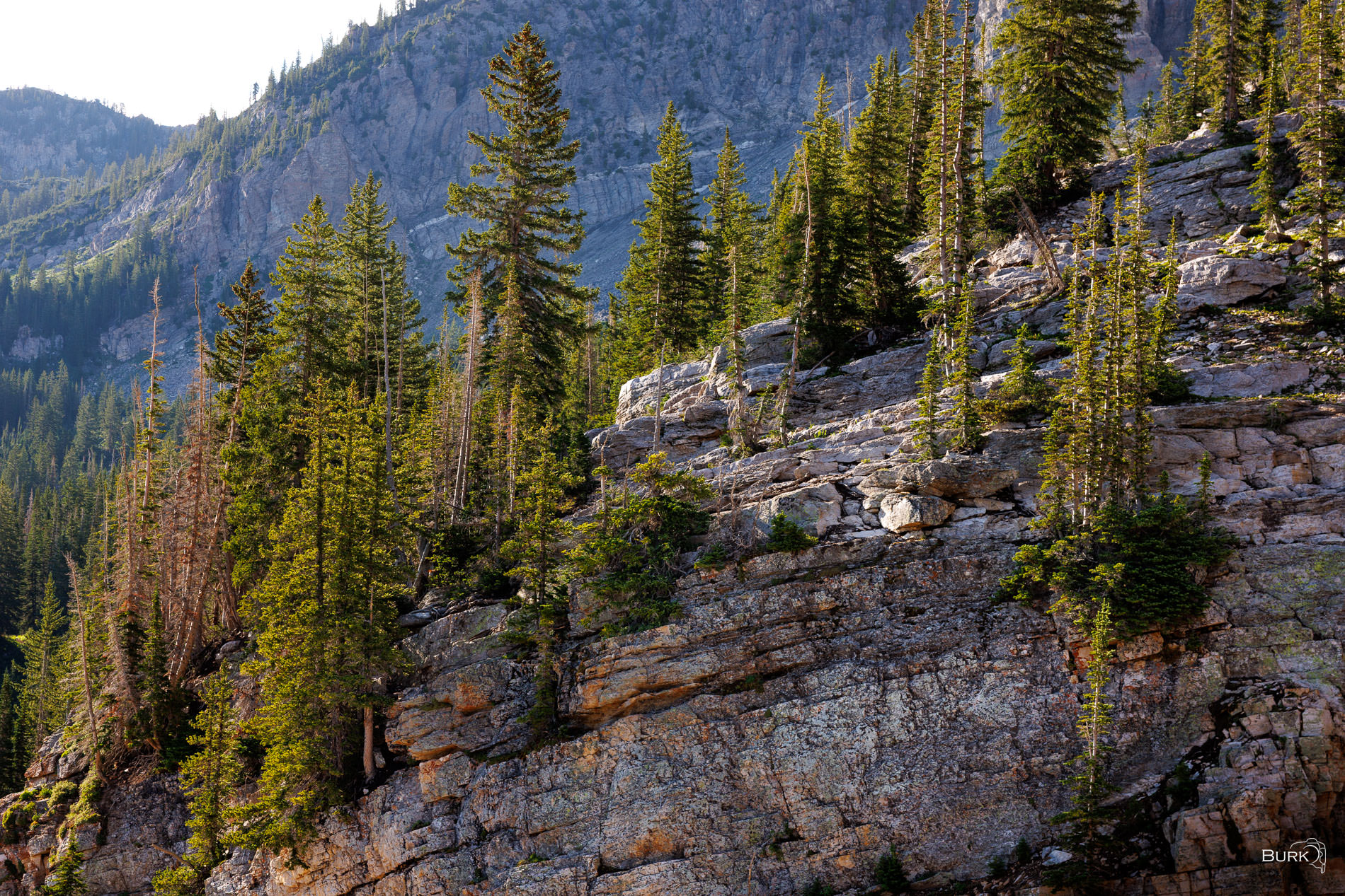 Rooted in Stone Evergreen pines rooted among rugged limestone cliffs on a steep mountain slope, illuminated by warm evening light.