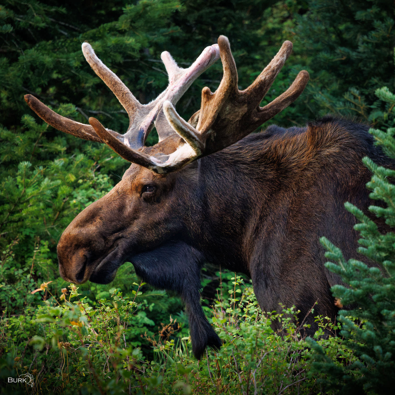 Big Cottonwood Bull Moose A bull moose in Big Cottonwood Canyon, Utah.