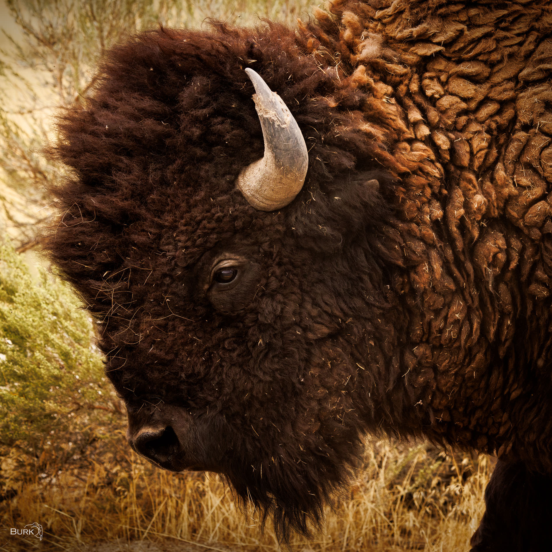 Old Soul Rugged bison at Antelope Island State Park in Utah