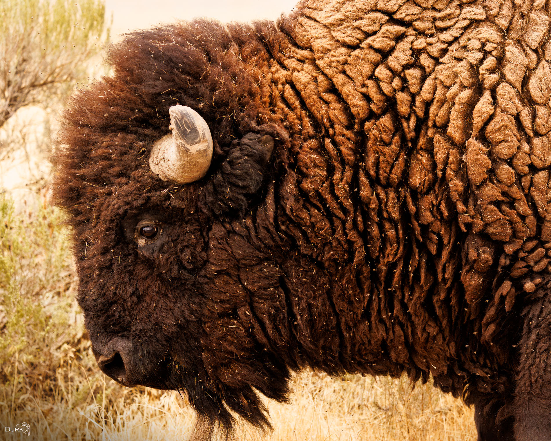 Wisdom of the West A rugged wild bison at Antelope Island State Park in Utah.