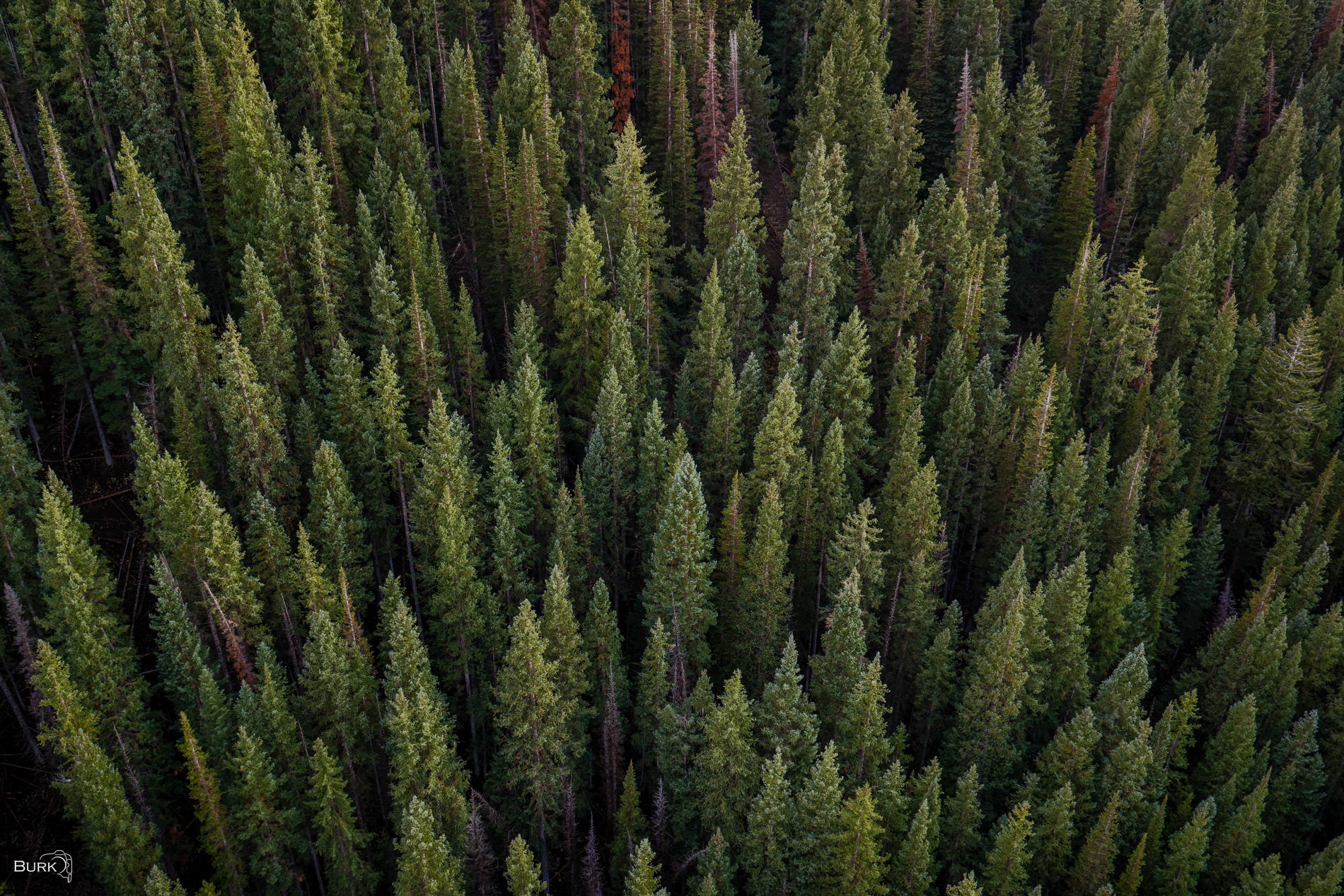 Forest Rhythm Aerial view of dense evergreen pine trees creating natural patterns of green, texture, and shadow in Big Cottonwood Canyon, Utah.