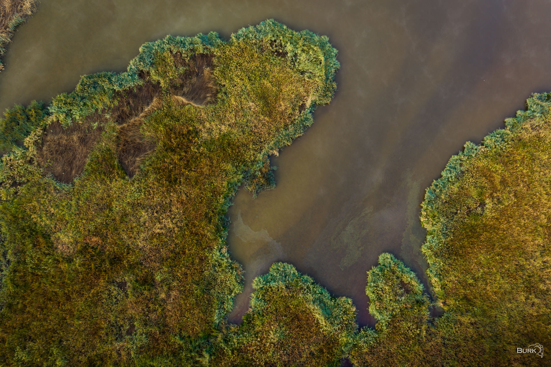 Wetland Contours Aerial view of Utah wetlands with winding water channels, dense green and gold reeds, and organic marshland contours in autumn.