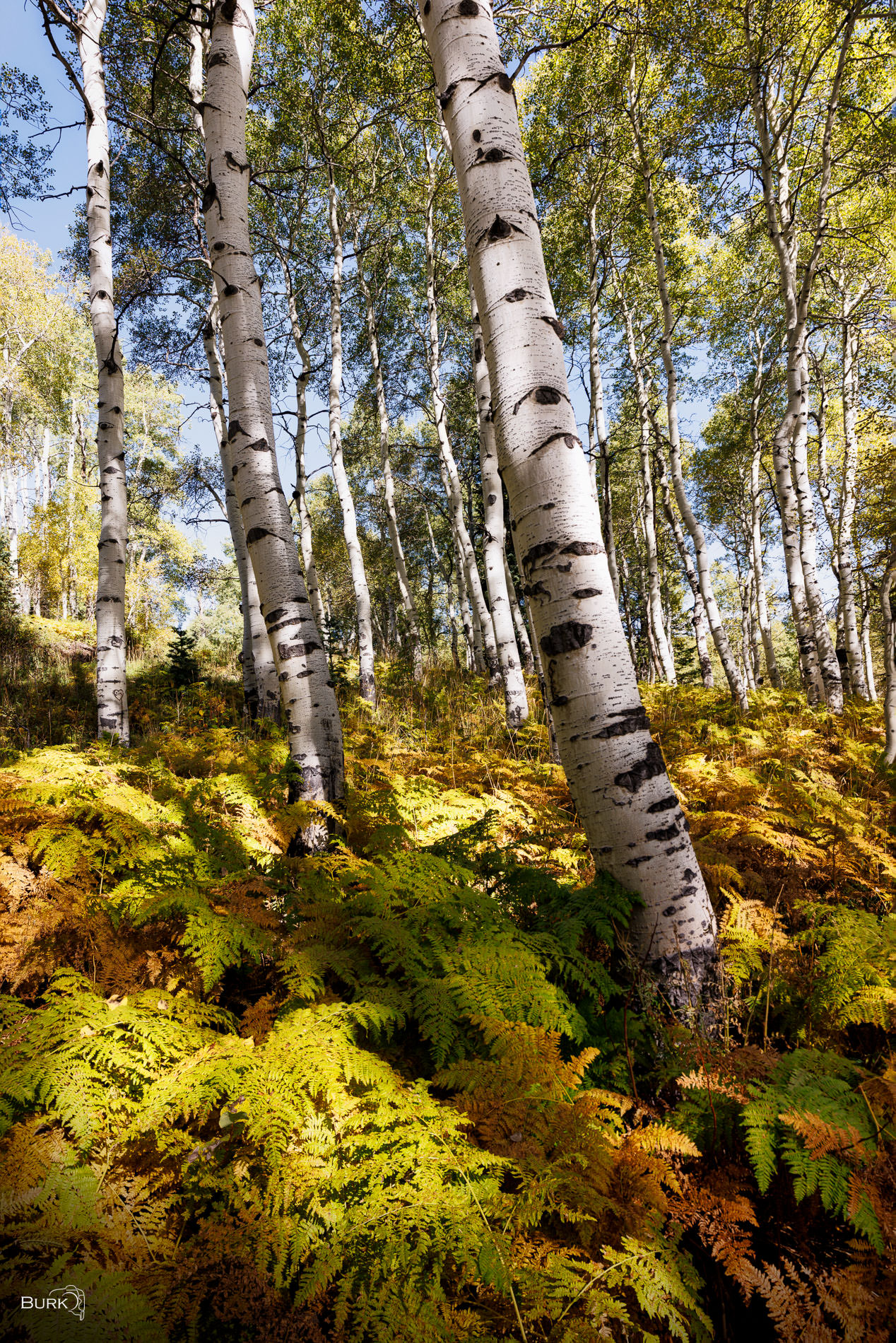 Aspen and Fern Quaking aspen trees amongst ferns.