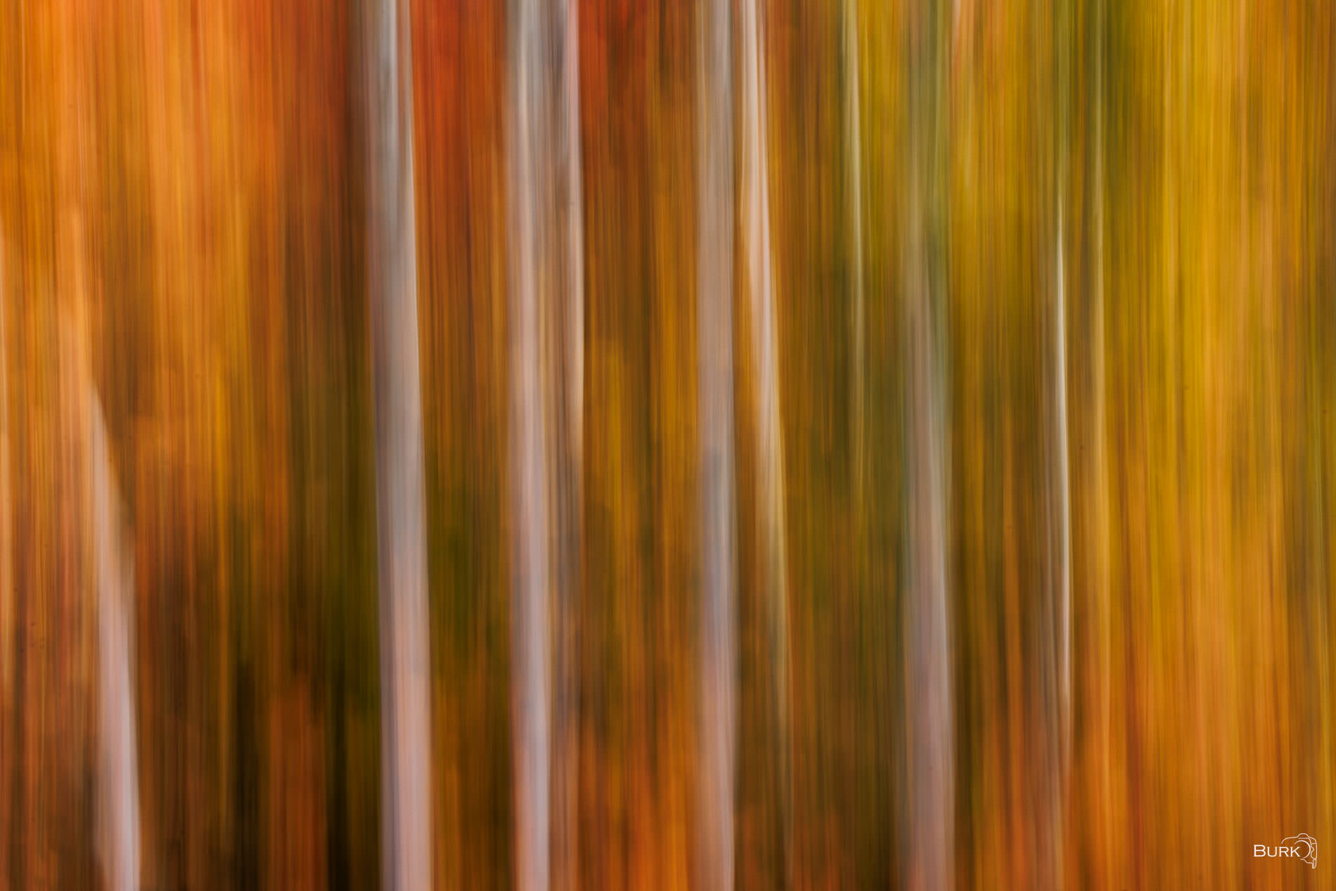 Aspen Rhythm On an autumn day, I used intentional camera movement to transform a grove of aspen trees into flowing layers of color and light...