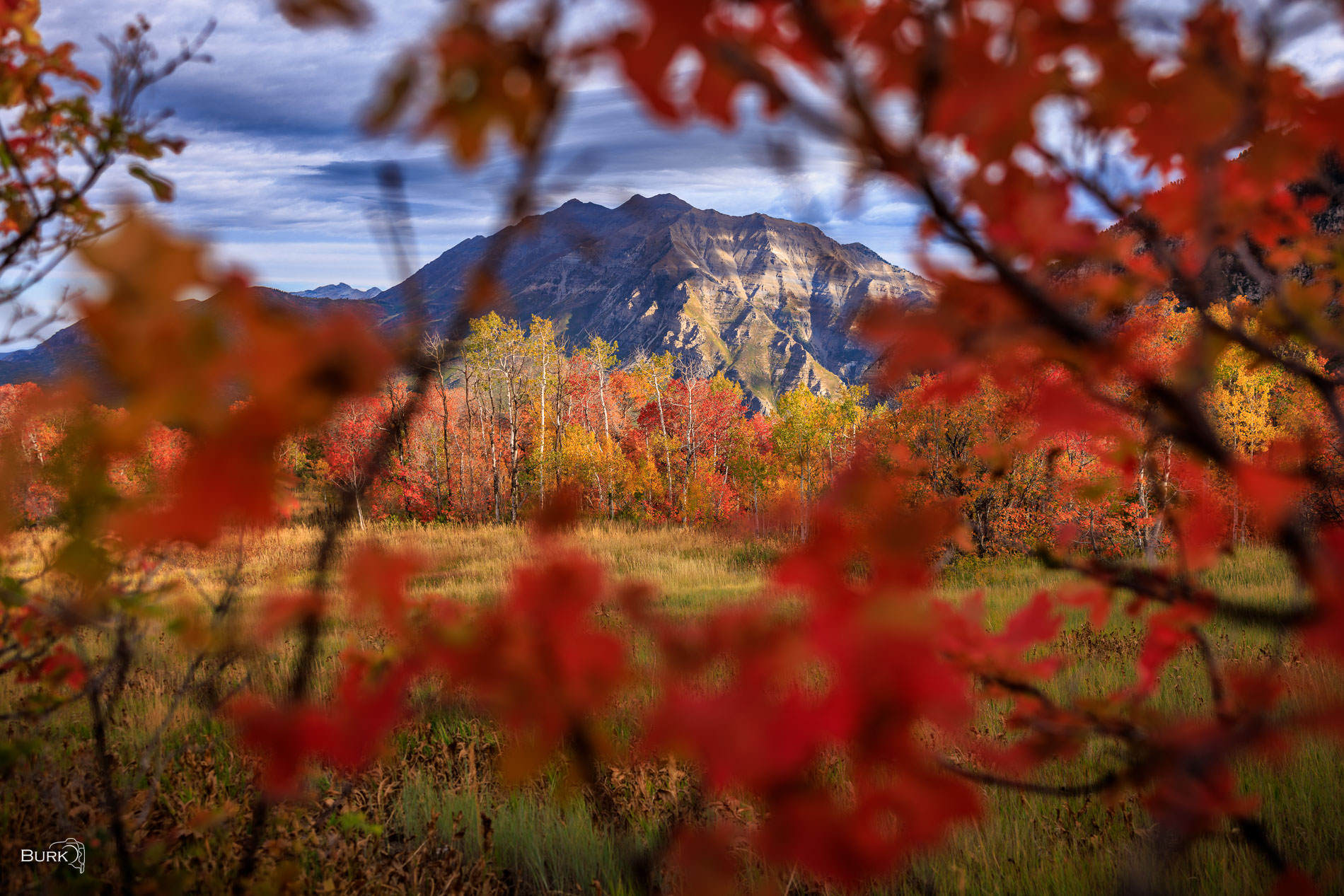 Framed in Autumn Mount Timpanogos rising beyond a meadow of vibrant fall color.