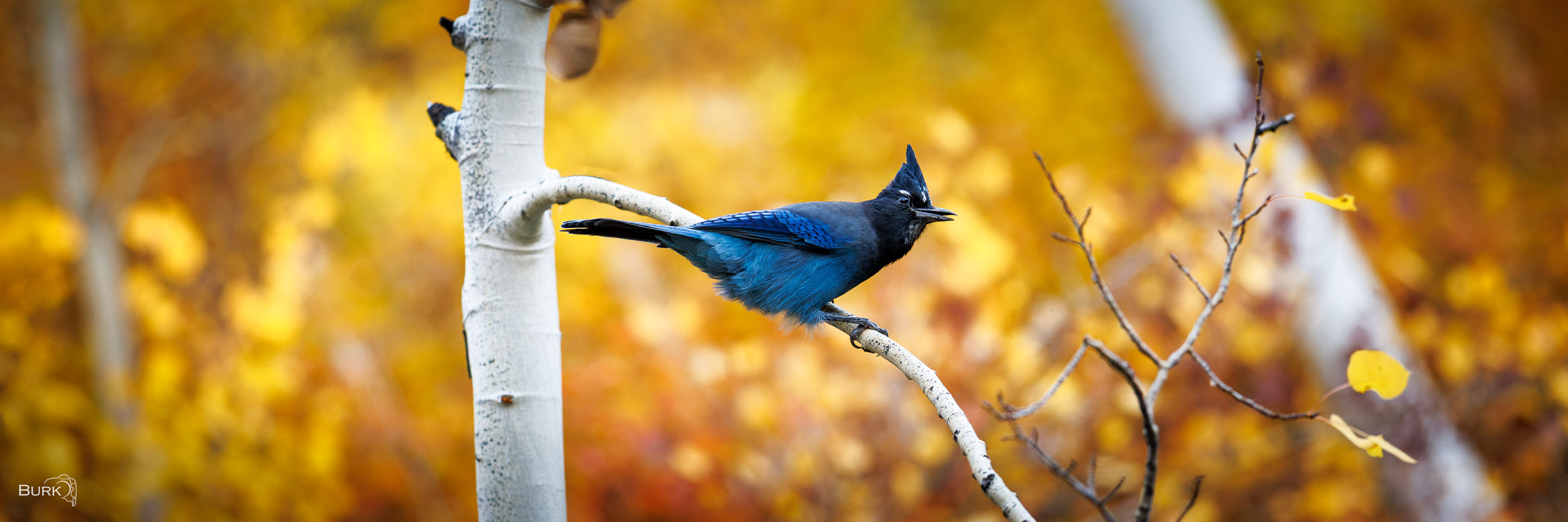 Steller's Jay on an Autumn Day A Steller’s Jay rests among the golden aspens on a beautiful autumn day in northern Utah. Known for its striking blue feathers...
