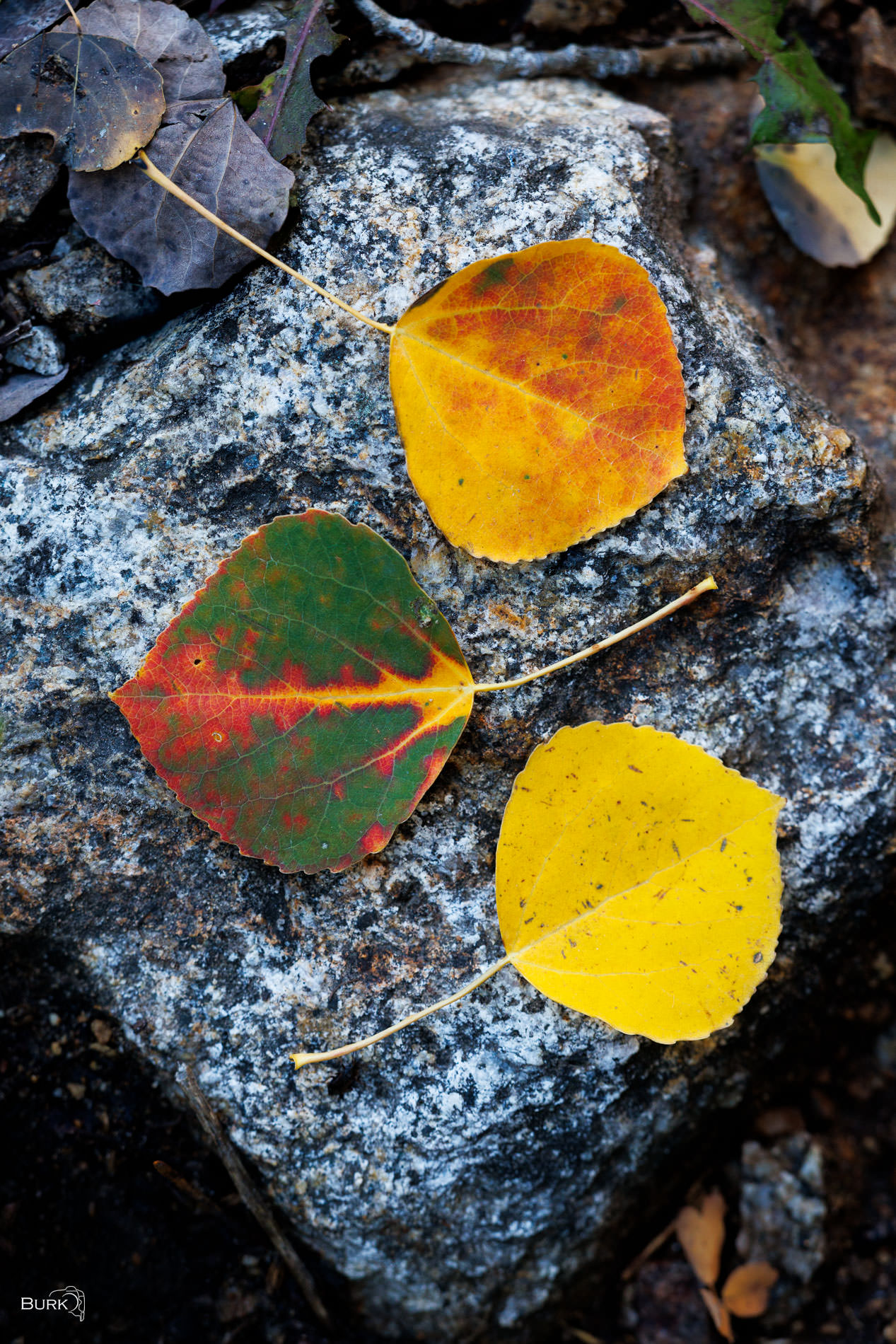 Autumn Leaves Leaf, Leaves, Yellow, Simple