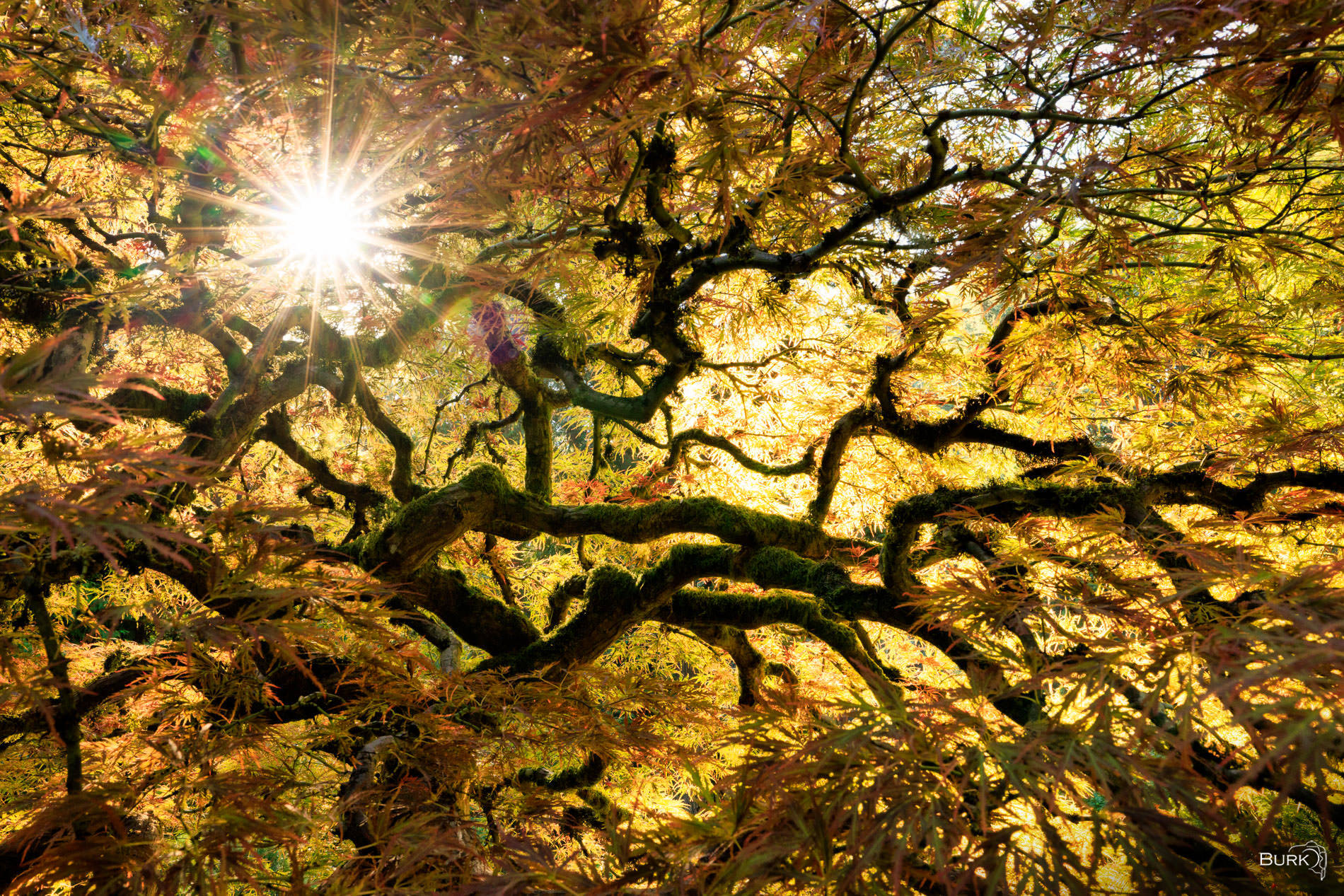 Komorebi The tree at Portland Japanese Garden just before it hits its autumn color.