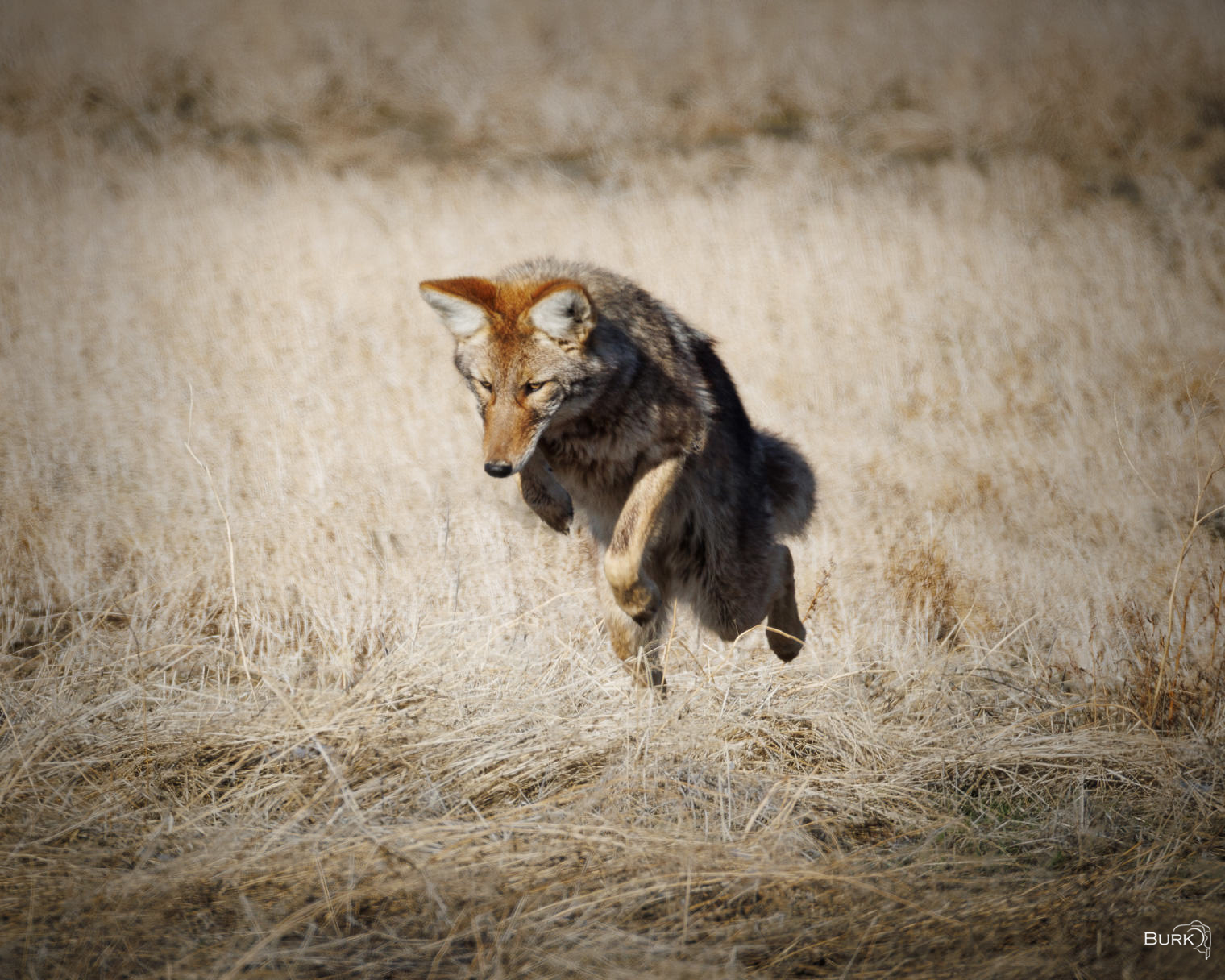 The Trickster Coyote jumping for a mouse in a field.