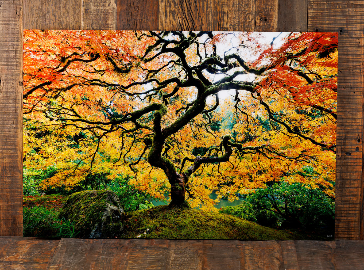 Lumachrome HD Truflife Acrylic Print Photo