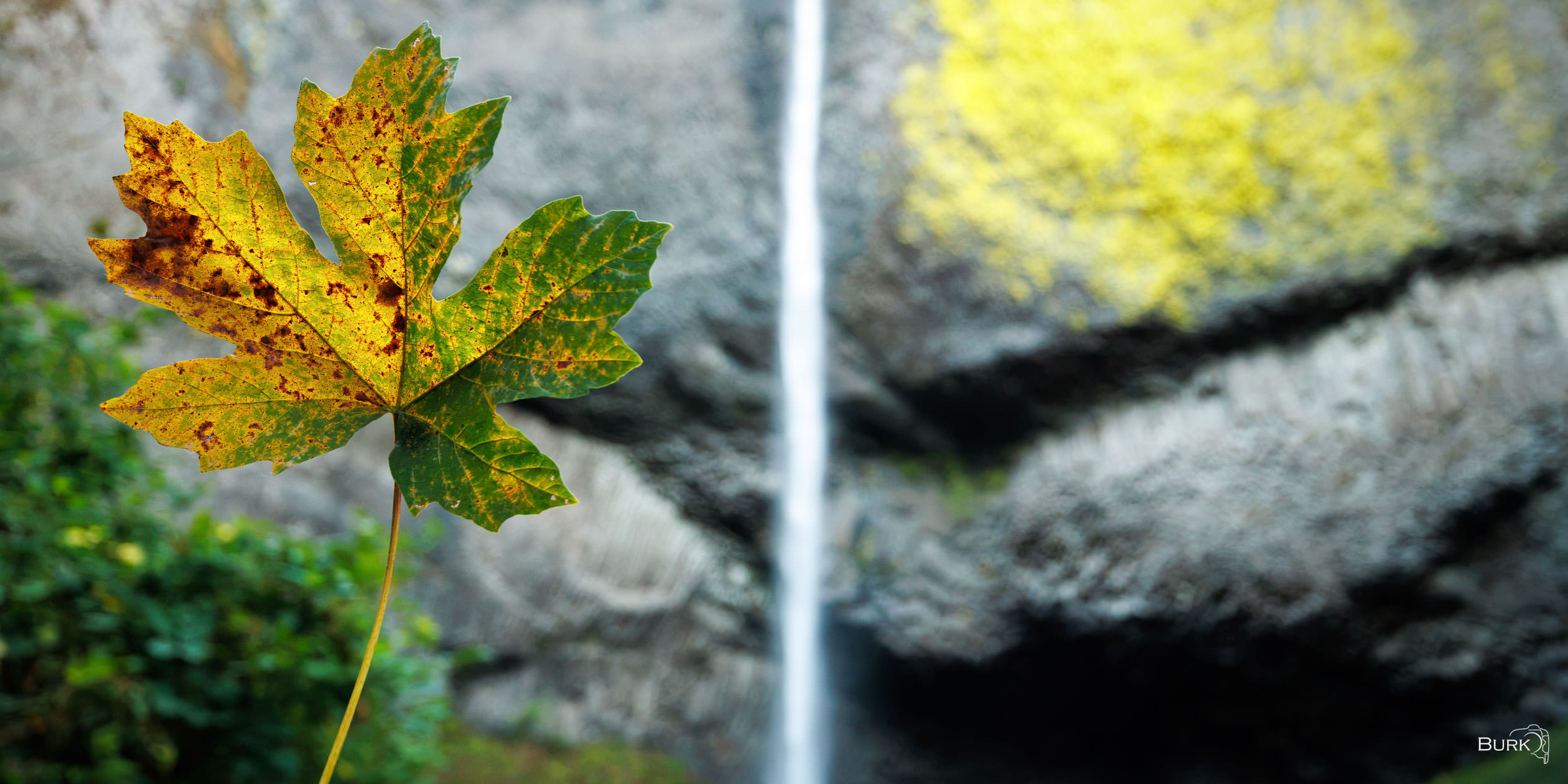 A Season in Focus As autumn settles into the Pacific Northwest, a single leaf begins its transformation from green to gold. With a waterfall gently...