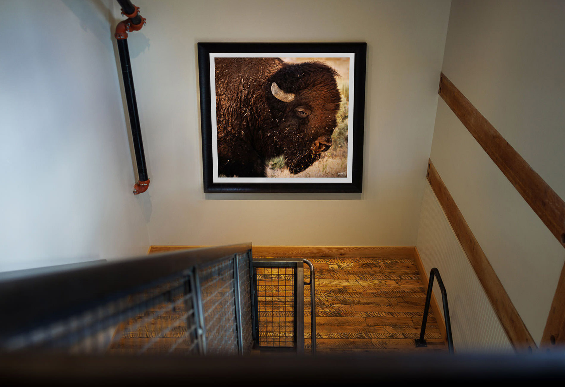 Fine art print of a bison framed with a Roma molding frame.